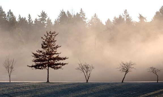 campus forest in fog