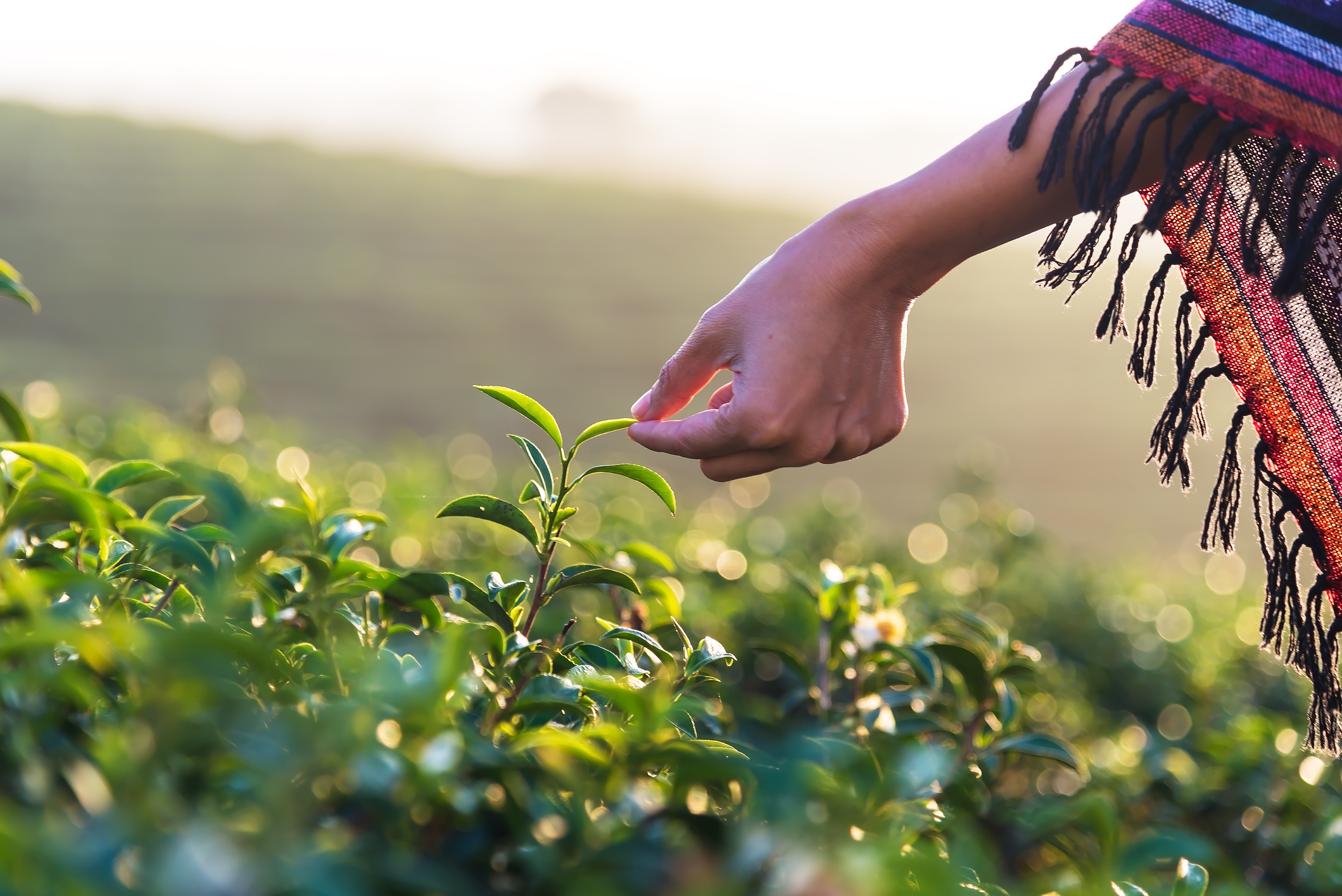 Person touching plant in farm