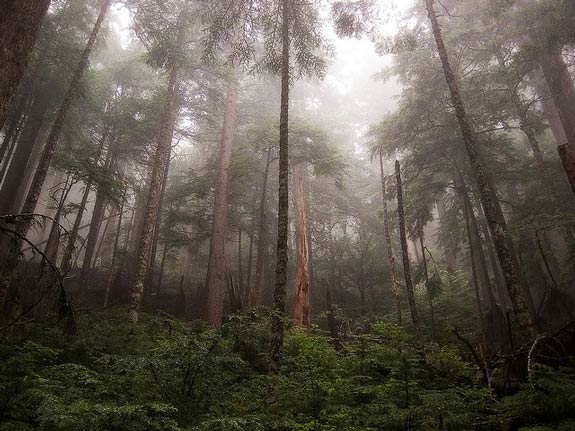 tall trees in th efog