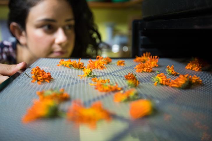 dehydrating herbs