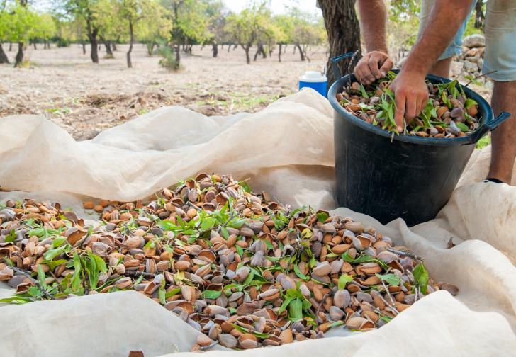 harvesting almonds