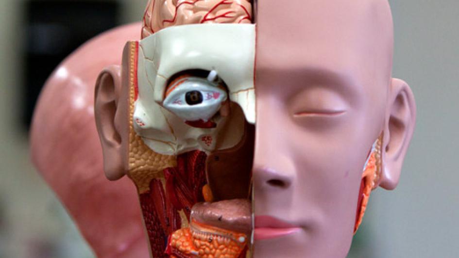 Int_Human_Biology_anatomy_model