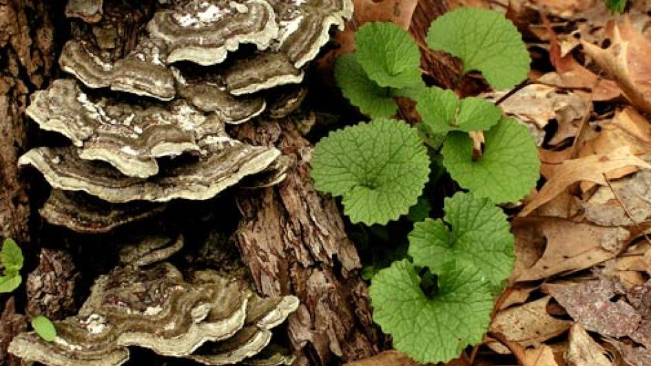 Fungi on a tree trunk next to plants and leaves